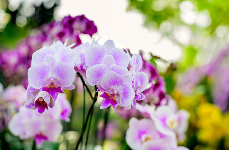 Waarom is deze specifieke plek in het huis ideaal voor uw orchideeën