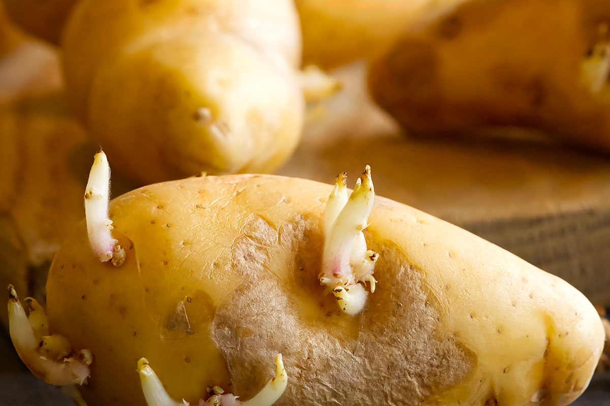 Houd je aardappelen langer vers met een simpele appeltruc