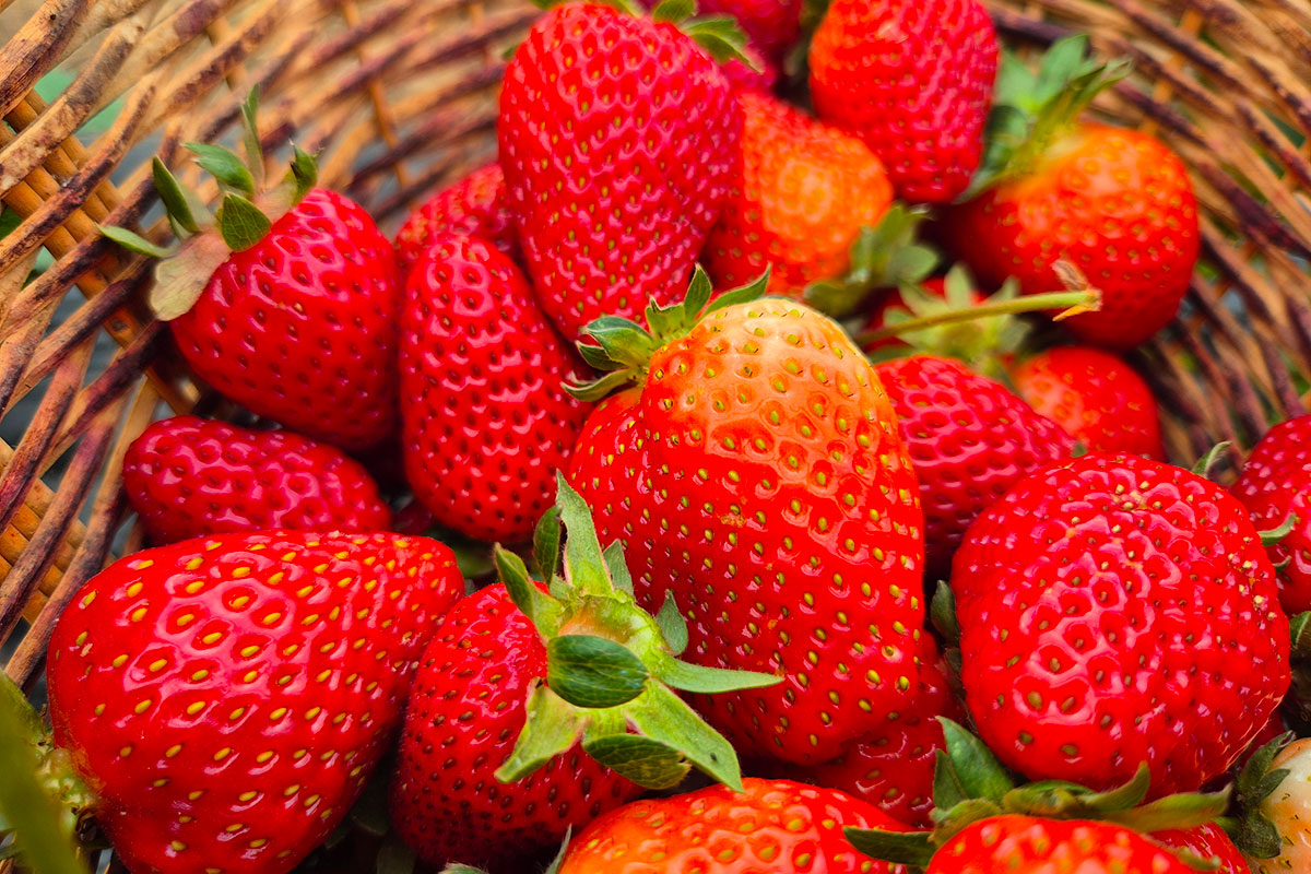 De terugkeer van de aardbei: geniet van de zomer in een hap