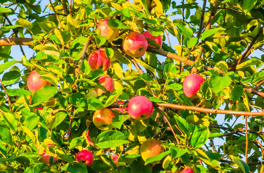 Waarom fruitbomen bemesten zo belangrijk is