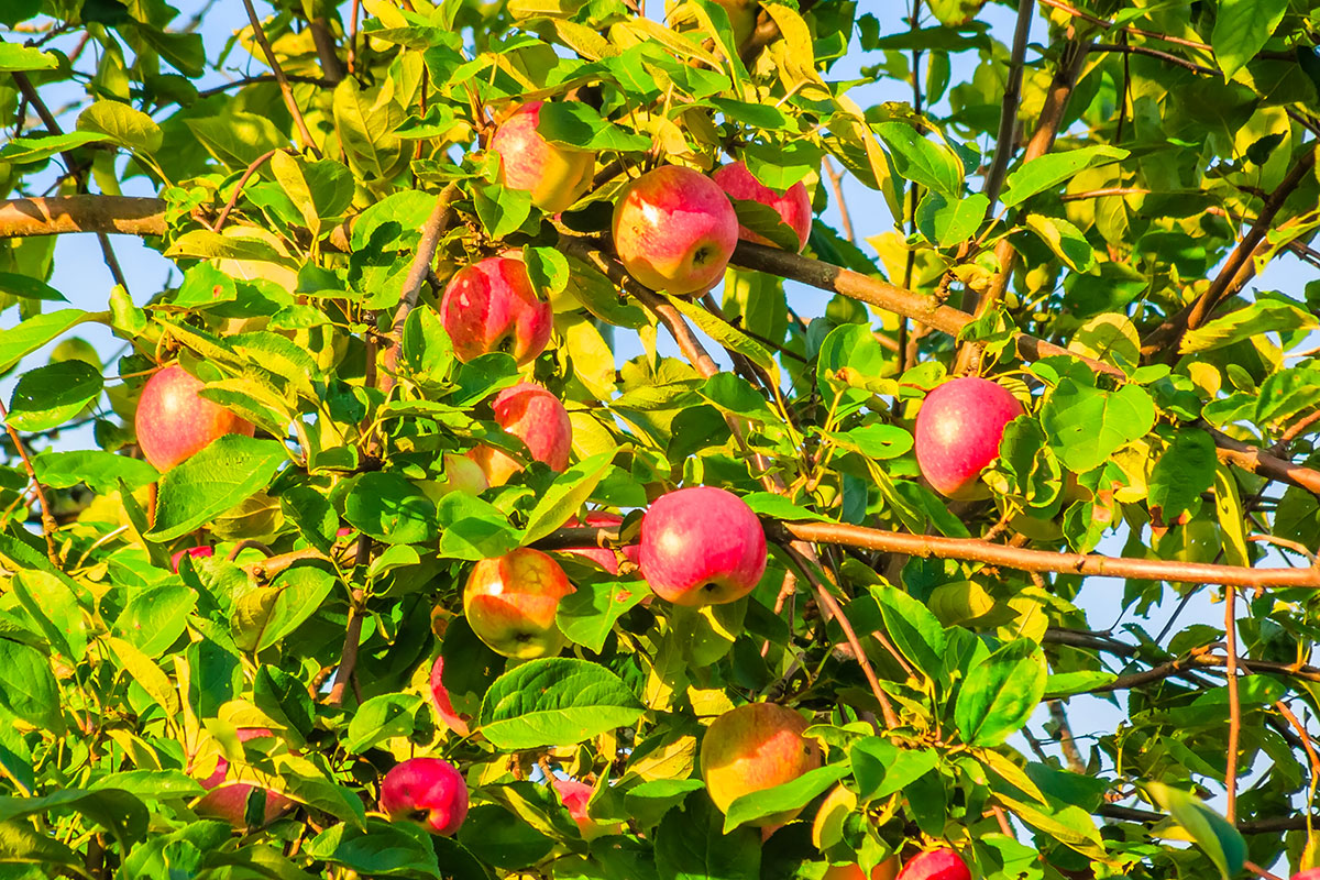 Waarom fruitbomen bemesten zo belangrijk is