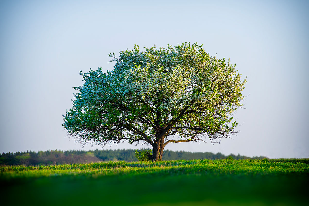 De wereld van fruitbomen: een gids voor de tuinliefhebber