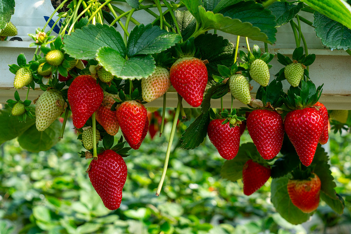 Fruit kweken in containers: een gids voor een snelle en makkelijke oogst