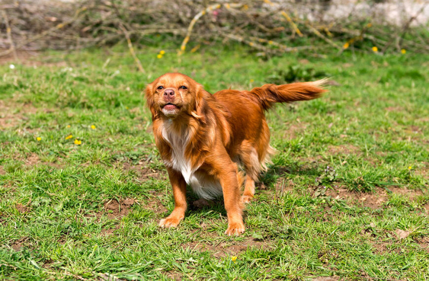 Hoe om te gaan met blaffende honden: tips voor eigenaren