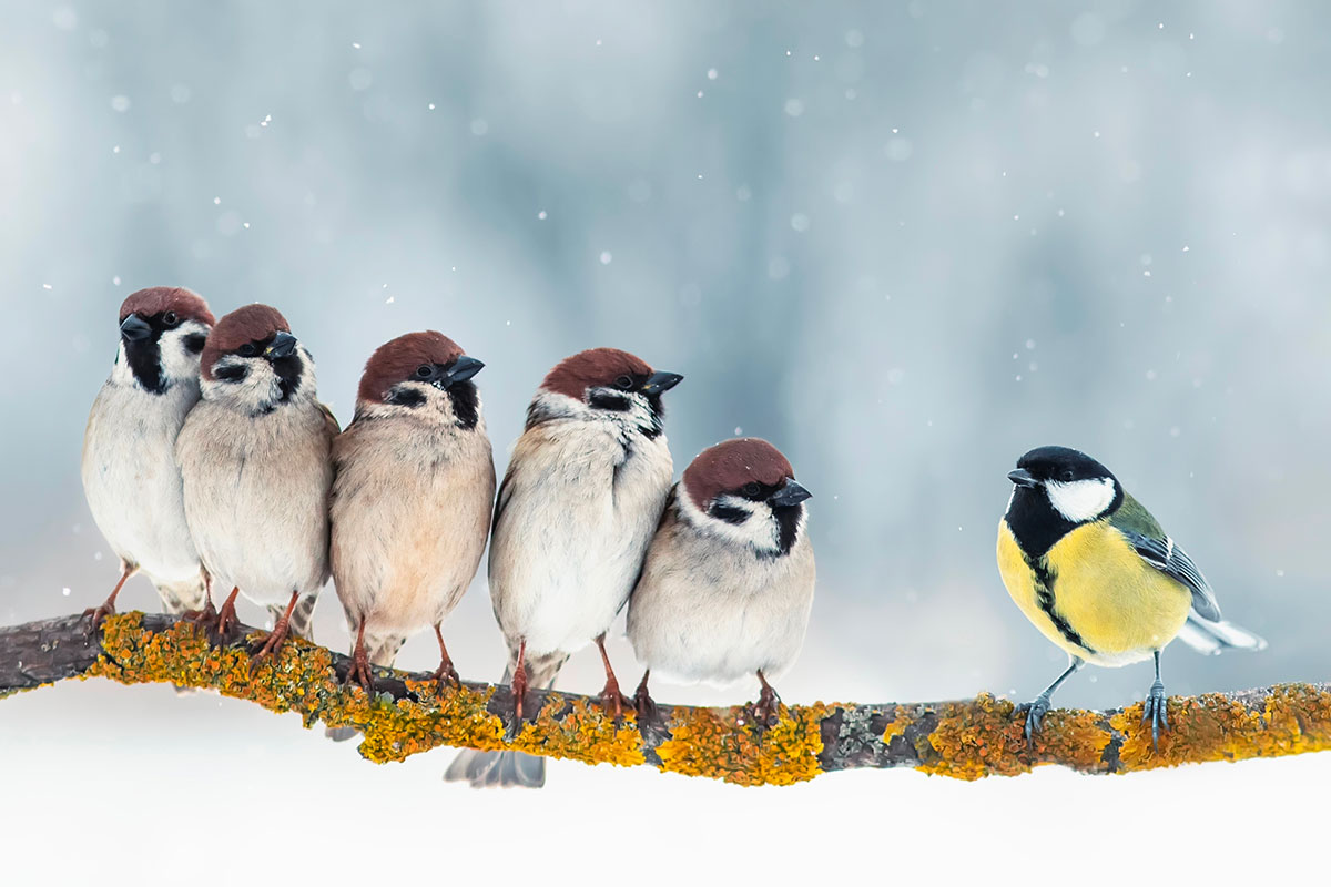 Vogels in de tuin: hoe je ze kunt helpen